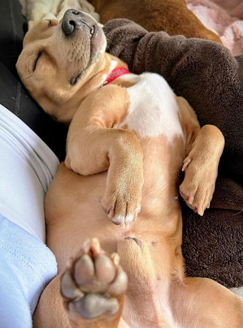 BUDDY BROWN, a Adoptable mixed breed in Georgetown, KY image 3/5