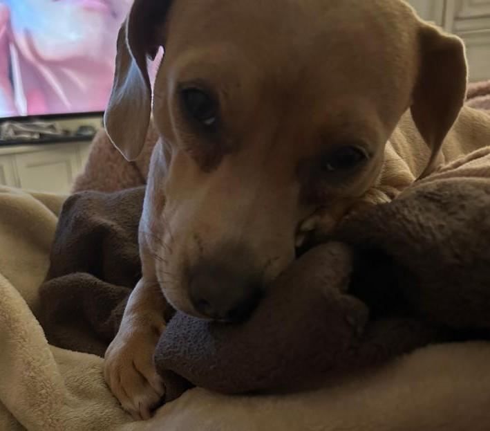 BUDDY BROWN, a Adoptable mixed breed in Georgetown, KY image 4/5