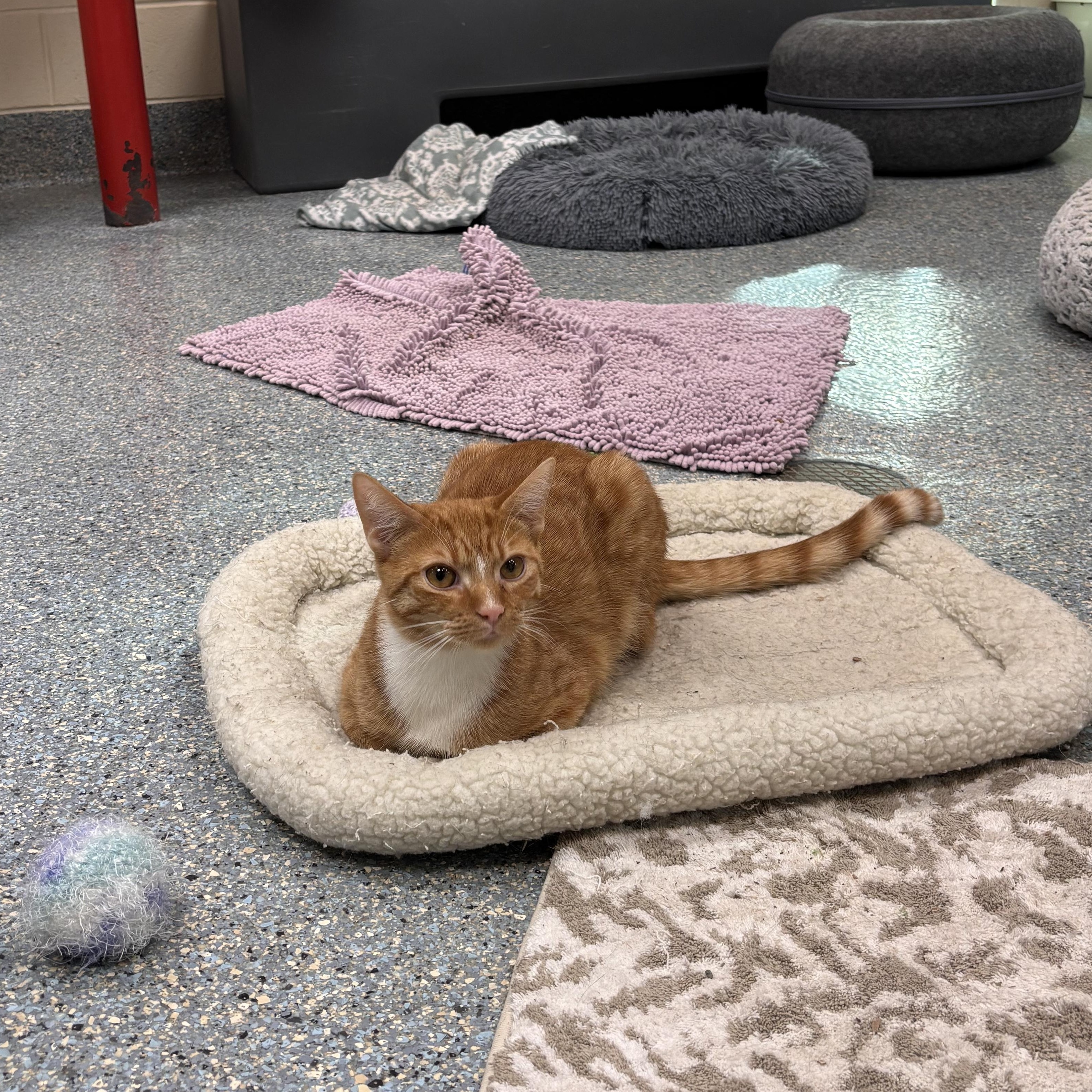 Crunch, a Adoptable Domestic Short Hair in Charleston, SC image 2/3