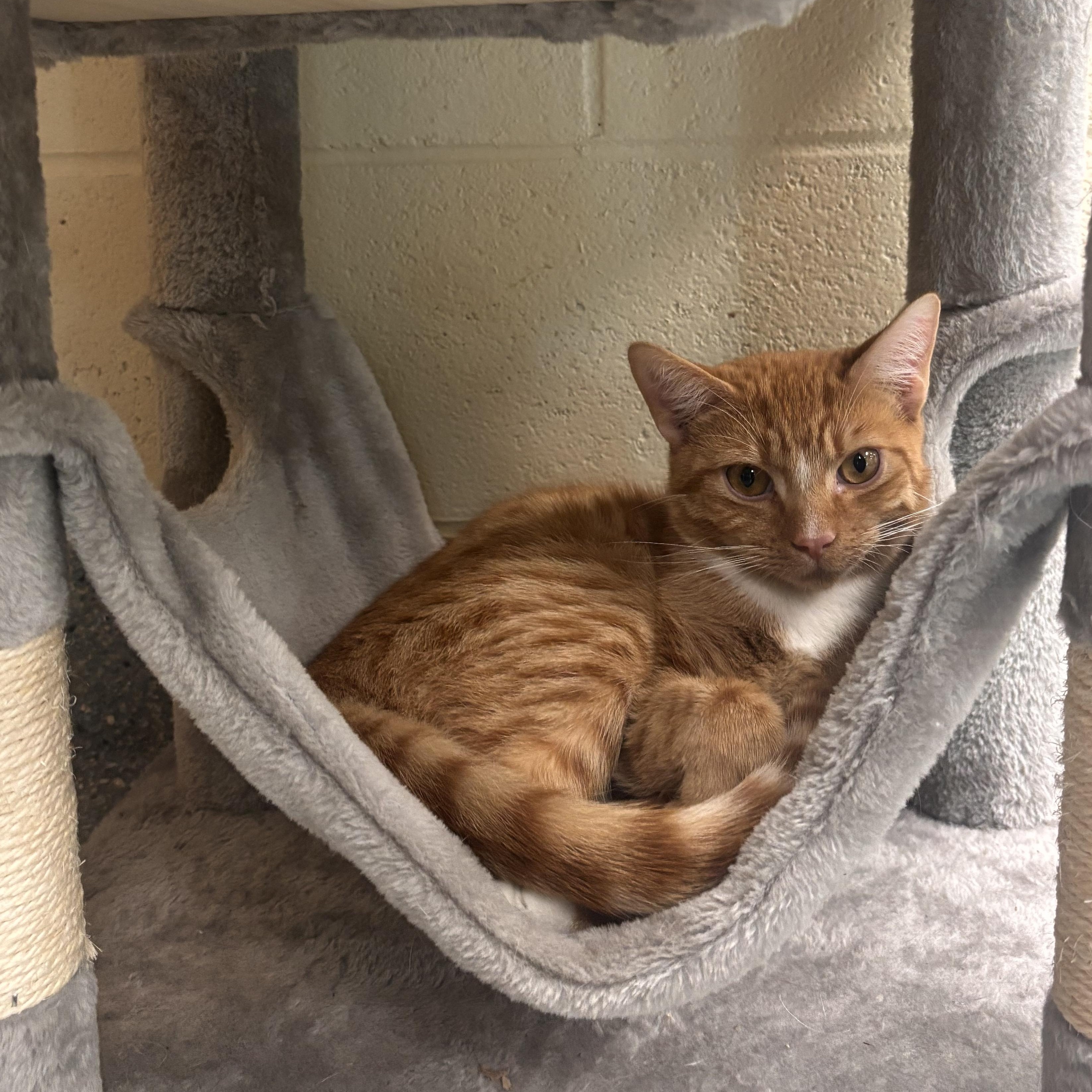 Crunch, adoptable, Adult Male Domestic Short Hair.