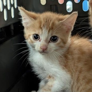 Crunch, a Adoptable Domestic Short Hair in Charleston, SC image 3/3