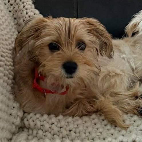 Beau, Adoptable, Young Male Yorkshire Terrier.