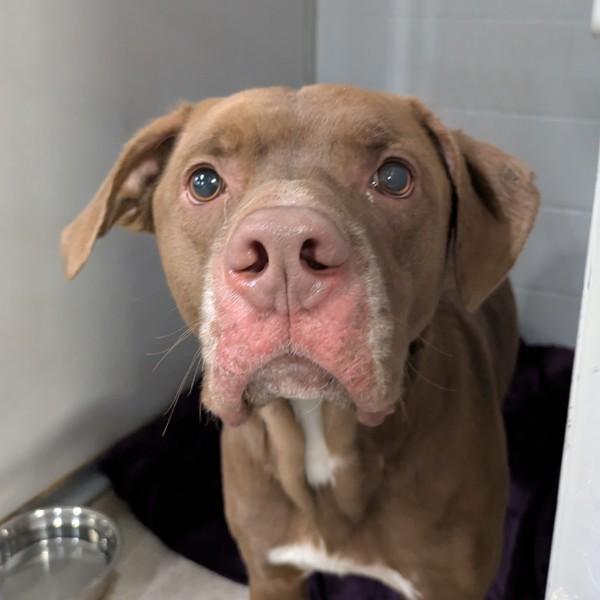 Enlarge Banjo, a Adoptable mixed breed in Des Moines, IA image 2/2