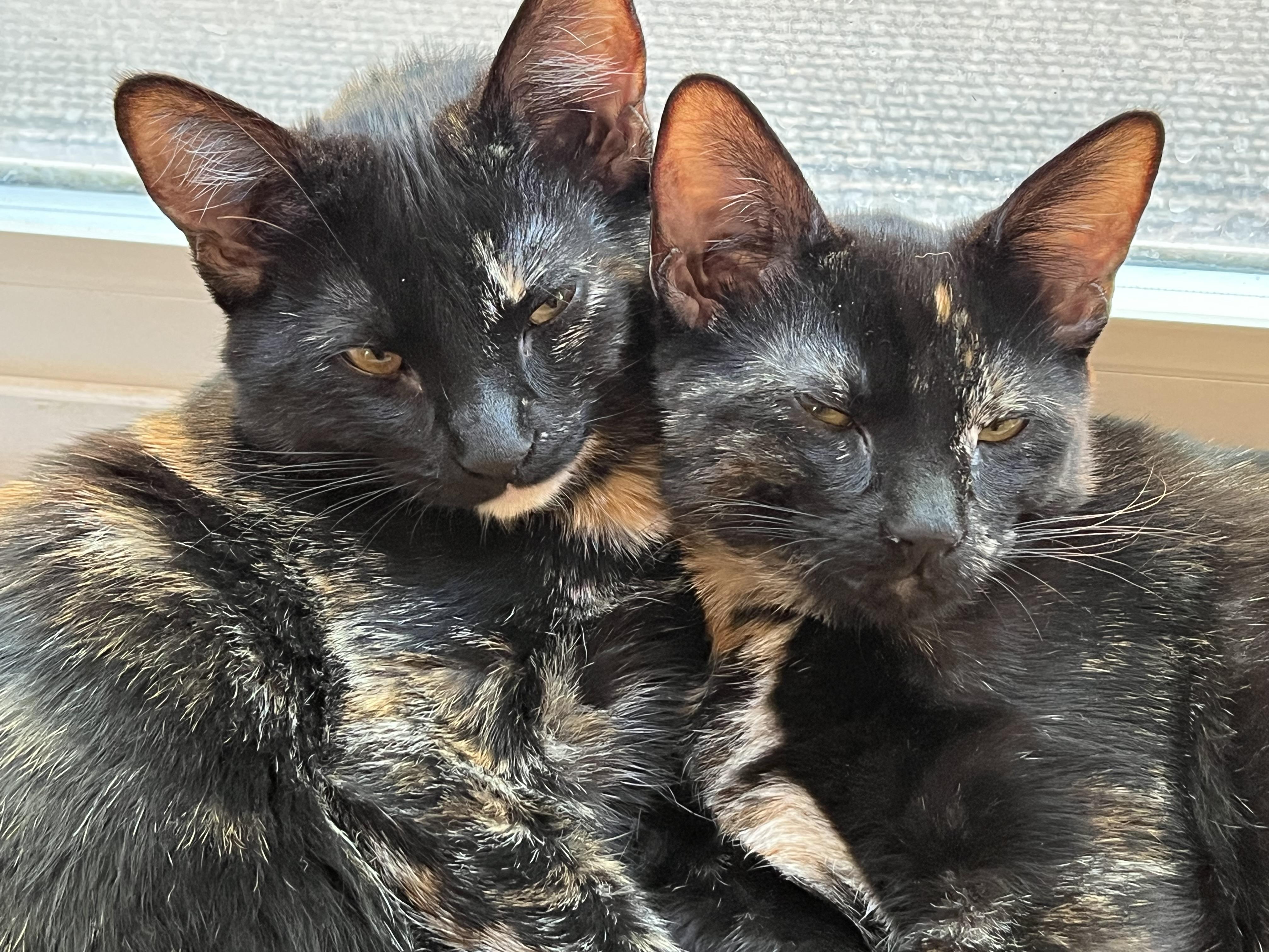 Stephanie bonded to Helena - Adoptable Pet | Petfinder