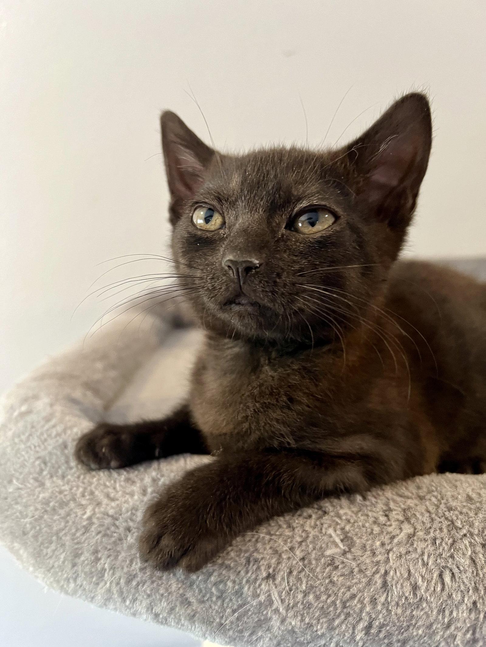 Enlarge Daisy (0926), a Adoptable Domestic Short Hair in Wesley Chapel, FL image 1/1