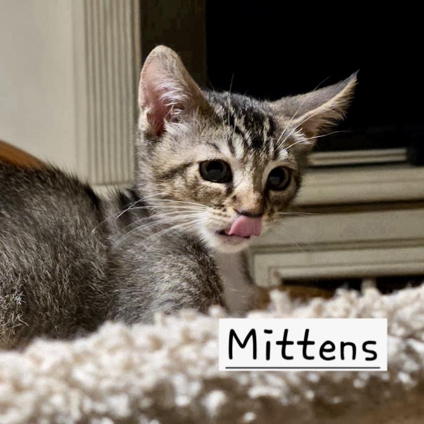 Mittens, ADOPTABLE, Kitten Male American Shorthair.
