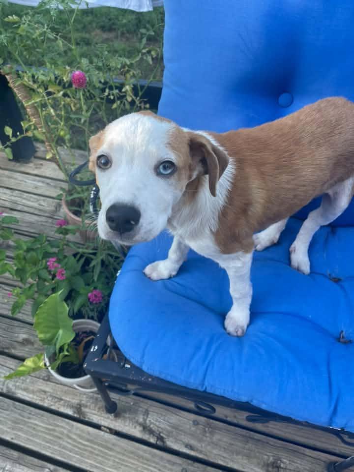 Enlarge MAX, a ADOPTABLE mixed breed in Lincoln, NE image 5/6