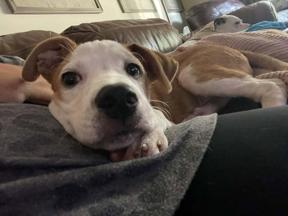 Enlarge MAX, a ADOPTABLE mixed breed in Lincoln, NE image 3/6