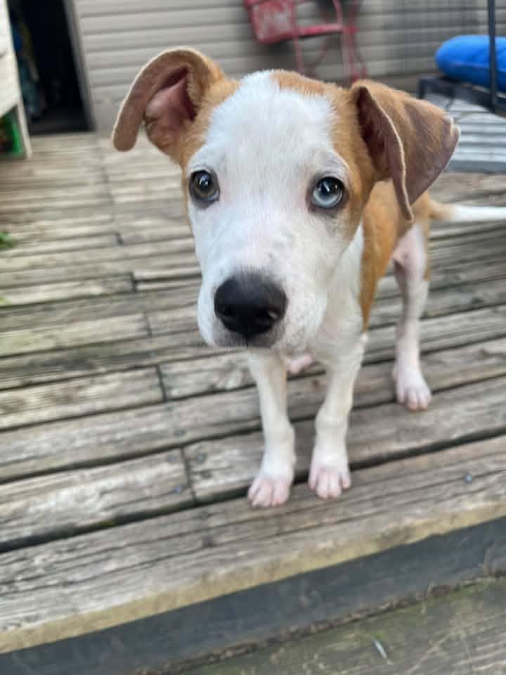 MAX, ADOPTABLE, Puppy Male Hound & Mountain Cur.