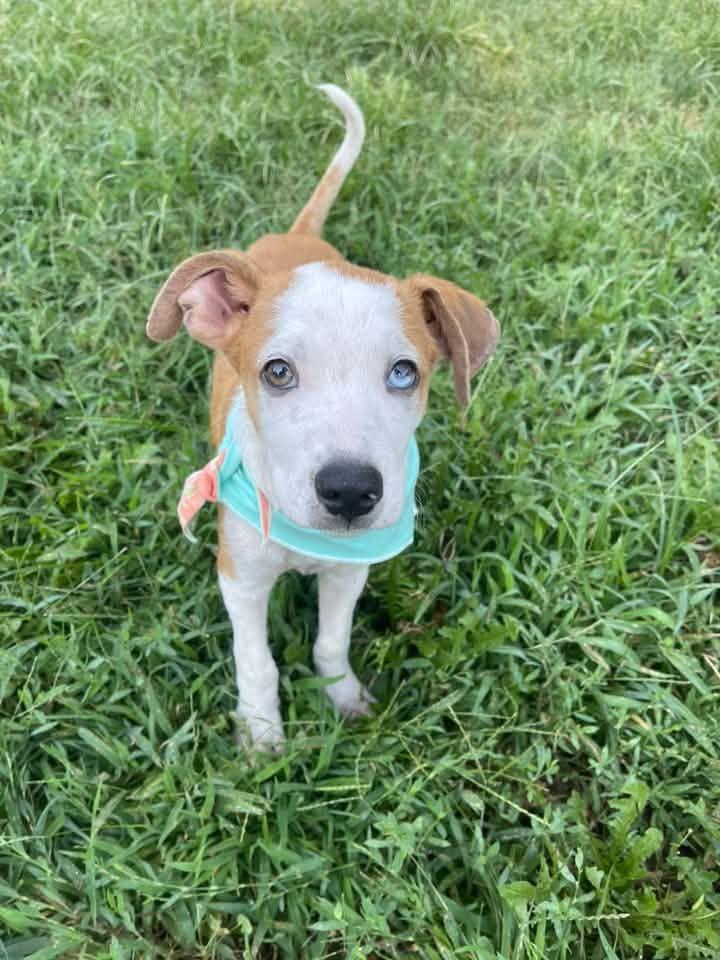 Enlarge MAX, a ADOPTABLE mixed breed in Lincoln, NE image 2/6
