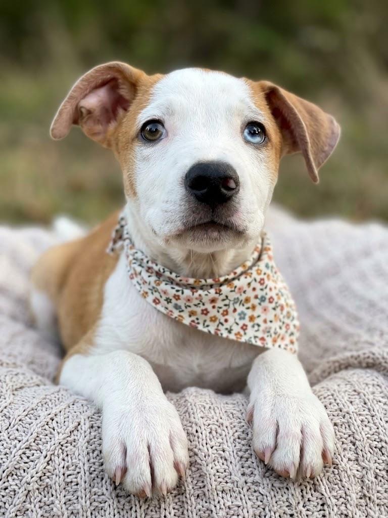 Enlarge MAX, a ADOPTABLE mixed breed in Lincoln, NE image 4/6