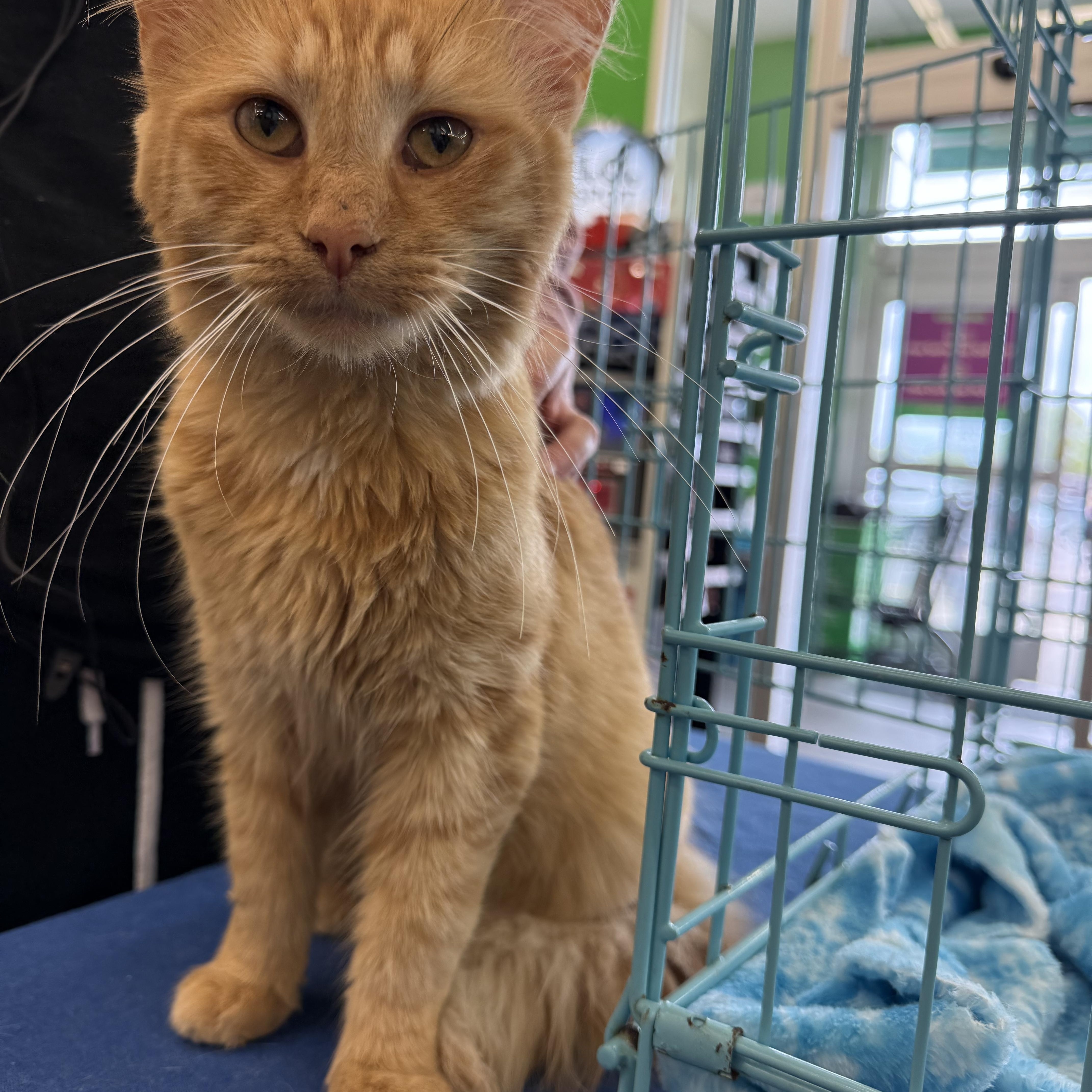 Wally, a Adoptable Domestic Medium Hair in Atwater, OH image 1/2