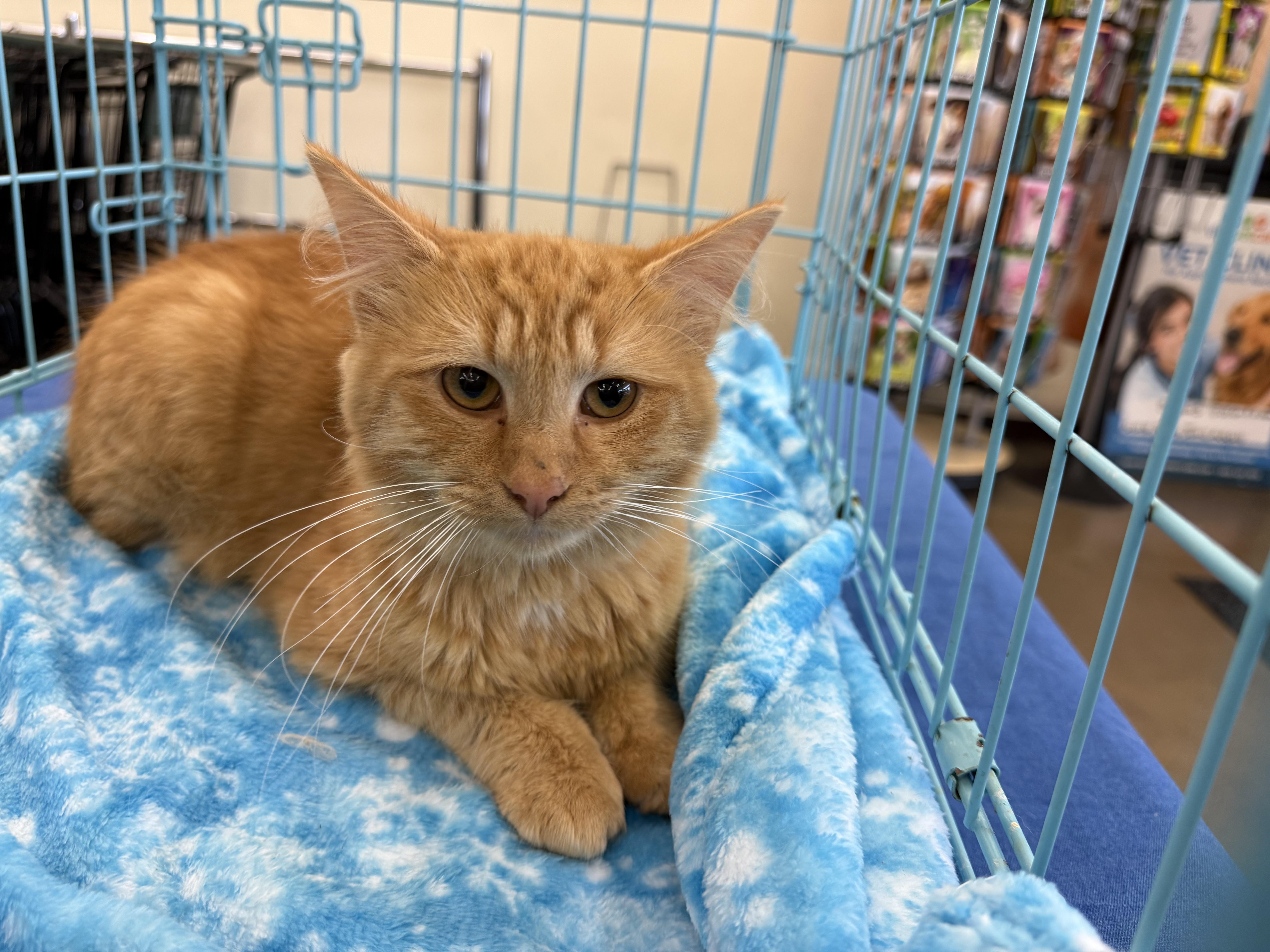 Wally, a Adoptable Domestic Medium Hair in Atwater, OH image 2/2