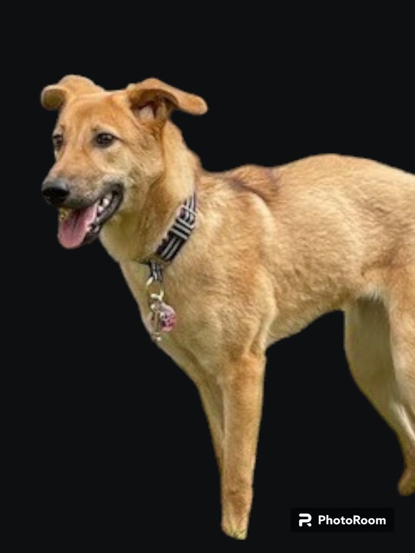 Dog for adoption Angelina Courtesy Post, a Shepherd & Saluki Mix in Dumfries, VA Petfinder