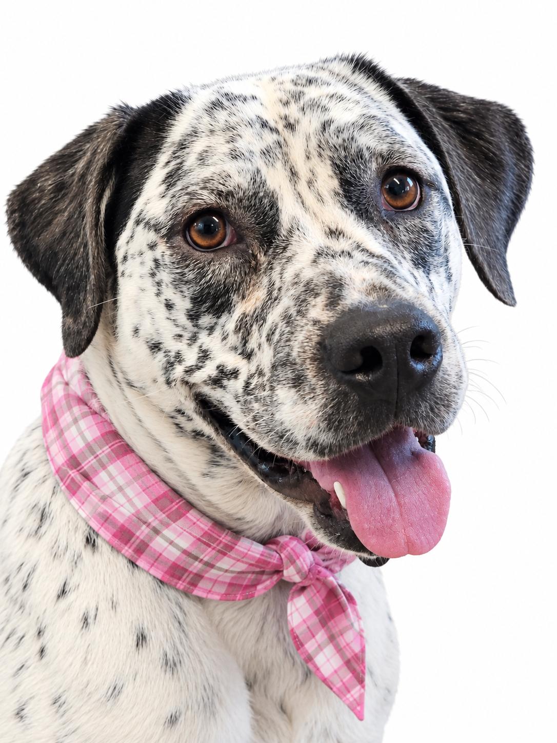 Patches, Adoptable, Young Female Brittany Spaniel & Catahoula Leopard Dog.