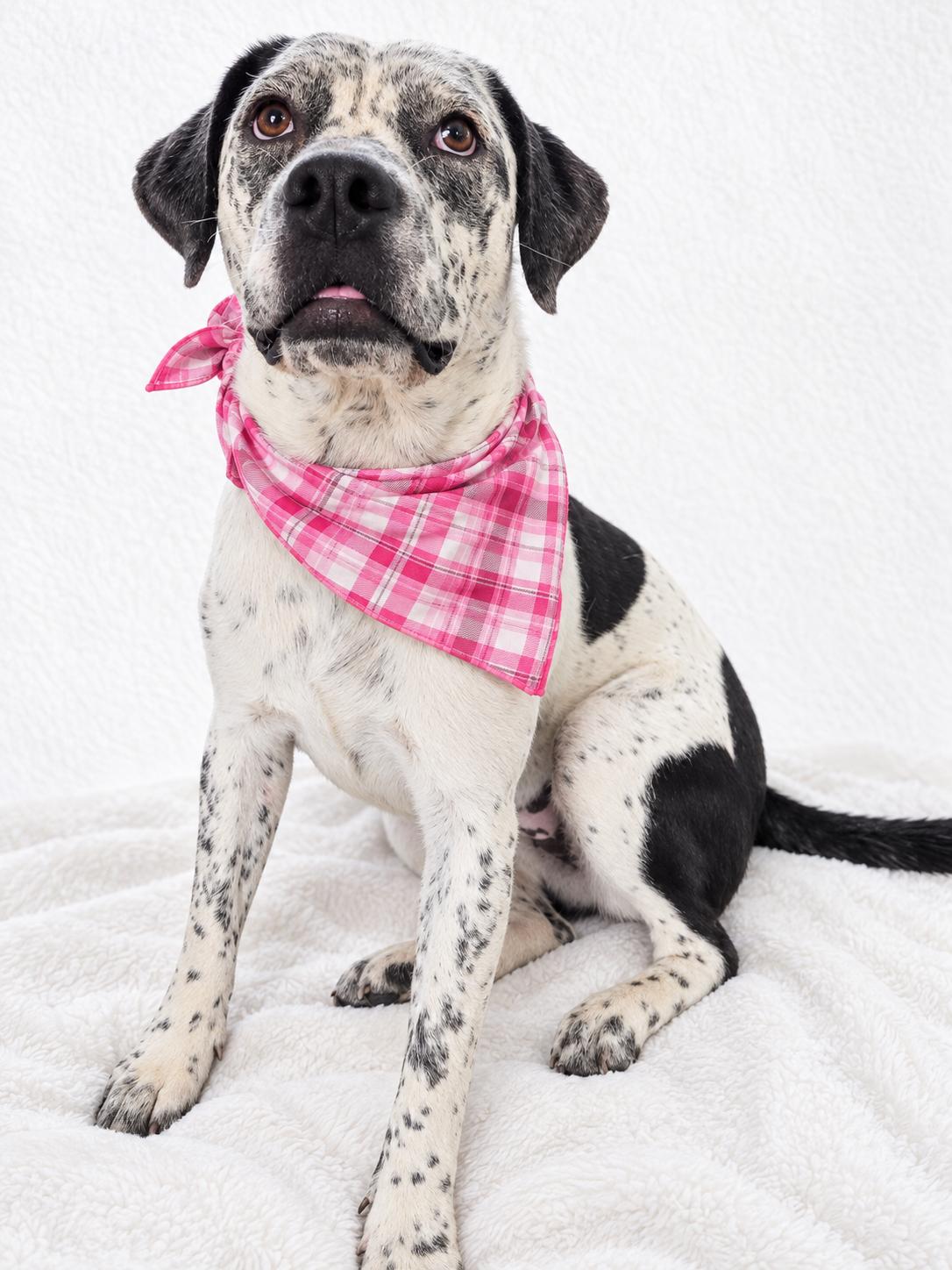 Enlarge Patches, a Adoptable mixed breed in Mount Laurel, NJ image 2/3