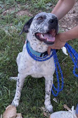 Enlarge Patches, a Adoptable mixed breed in Mount Laurel, NJ image 3/3