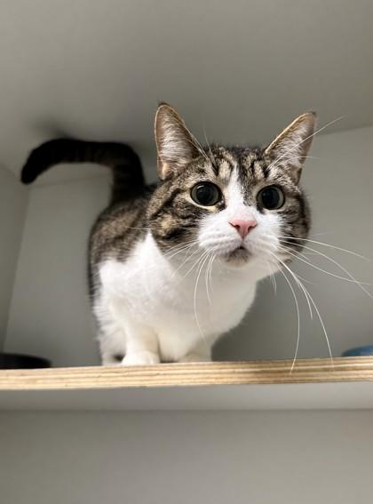 Meatball — thumbnail 3