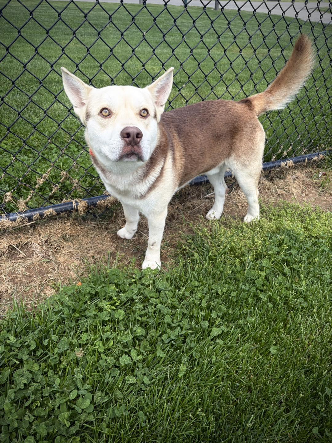 Stubson, ADOPTABLE, Adult Male Husky & Mixed Breed.
