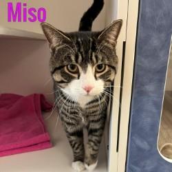 Miso, adopted, Adult Male Domestic Short Hair.