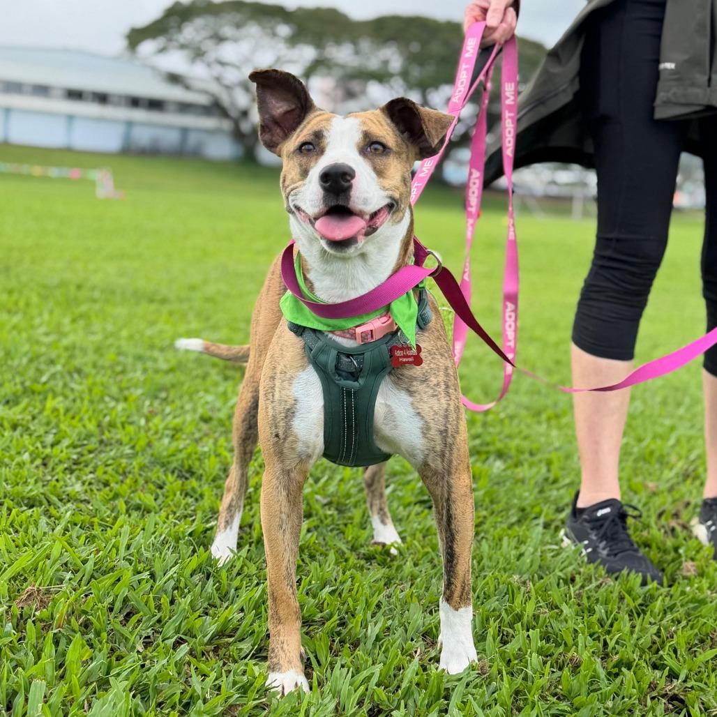Akemi- "Kimi", Adoptable, Adult Female Mixed Breed.