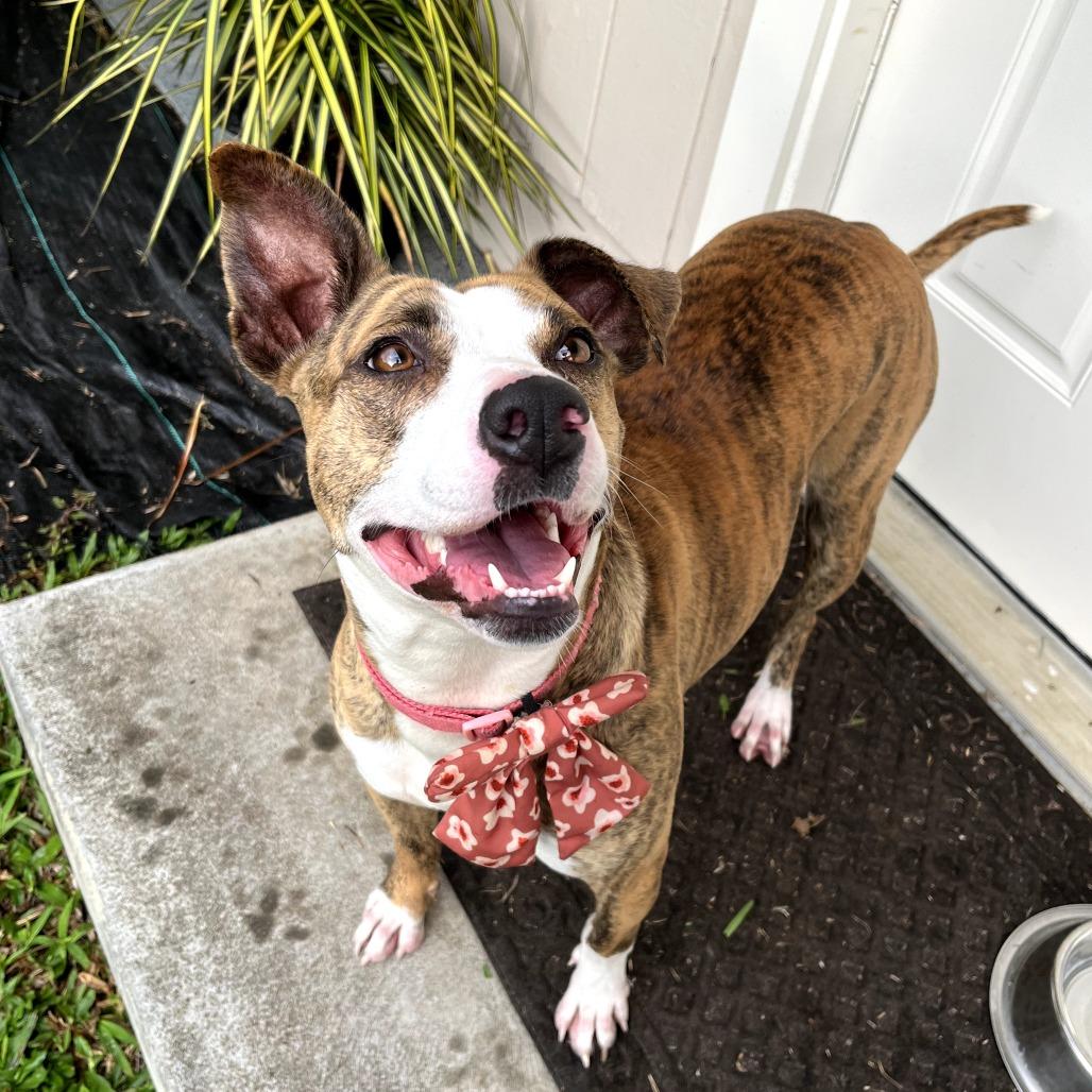 Enlarge Akemi- "Kimi", a Adoptable Mixed Breed in Volcano, HI image 1/2