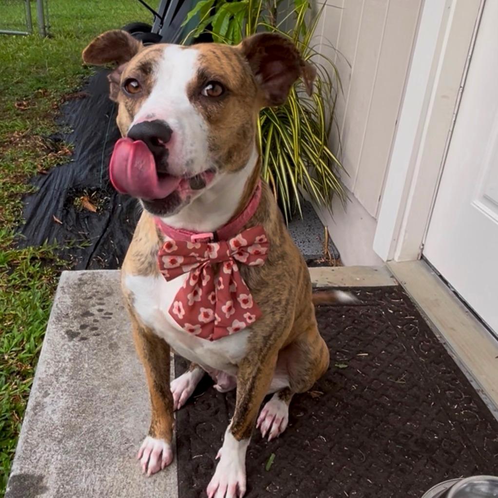 Enlarge Akemi- "Kimi", a Adoptable Mixed Breed in Volcano, HI image 2/2