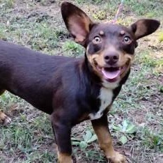 Enlarge Pixie, a Adoptable mixed breed in Chelmsford, MA image 1/1