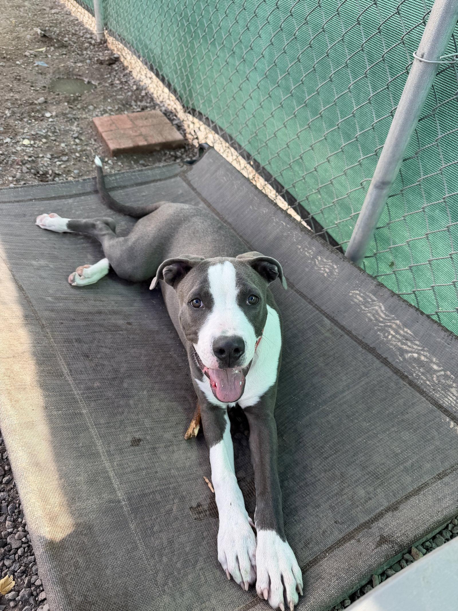 Monty, Adoptable, Adult Male Pit Bull Terrier.