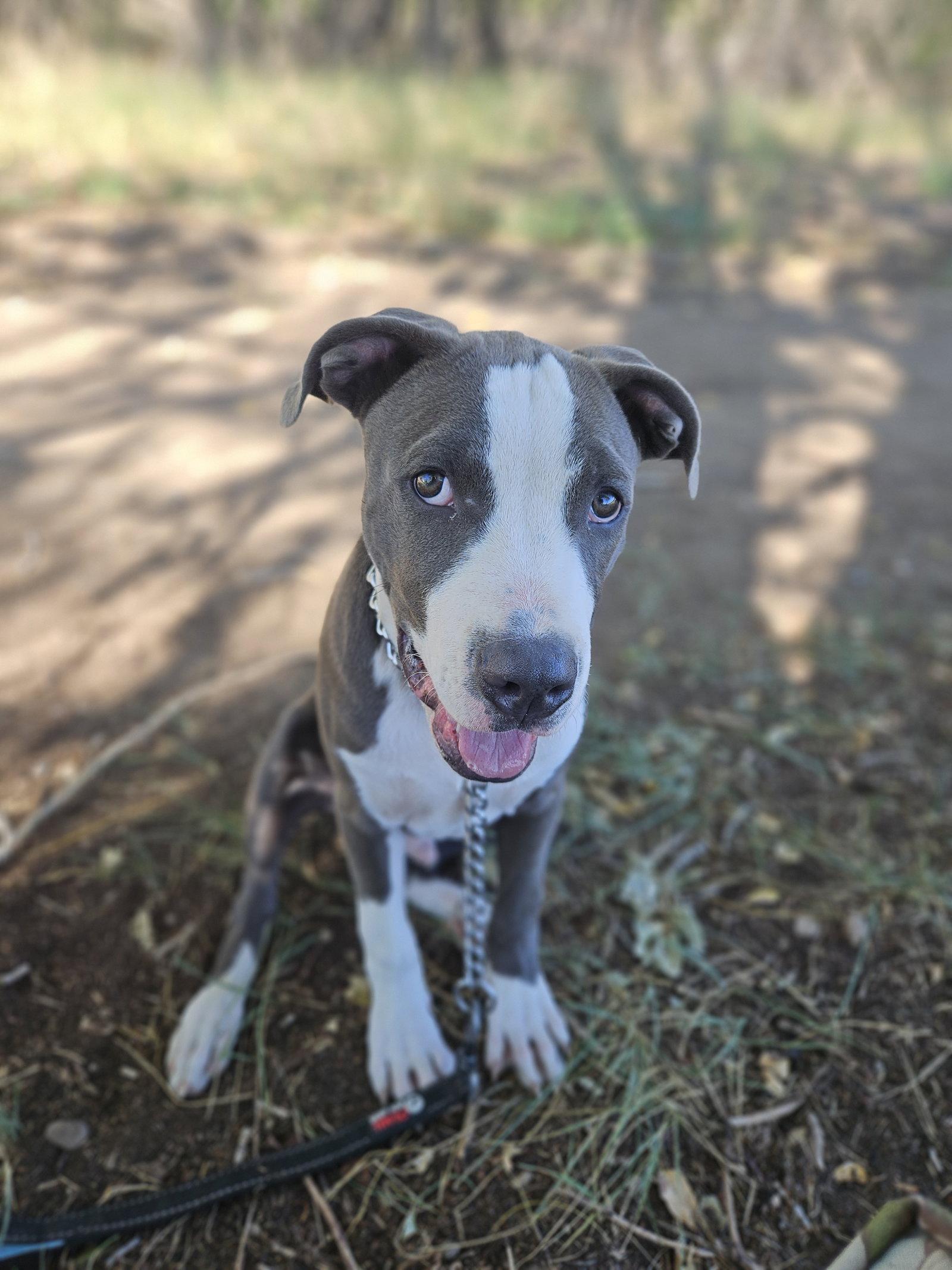 Enlarge Monty, a Adoptable Pit Bull Terrier in Monte Vista, CO image 2/3