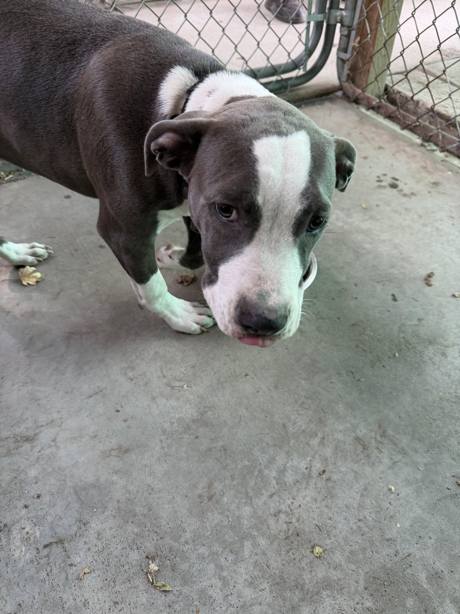 Enlarge Monty, a Adoptable Pit Bull Terrier in Monte Vista, CO image 3/3