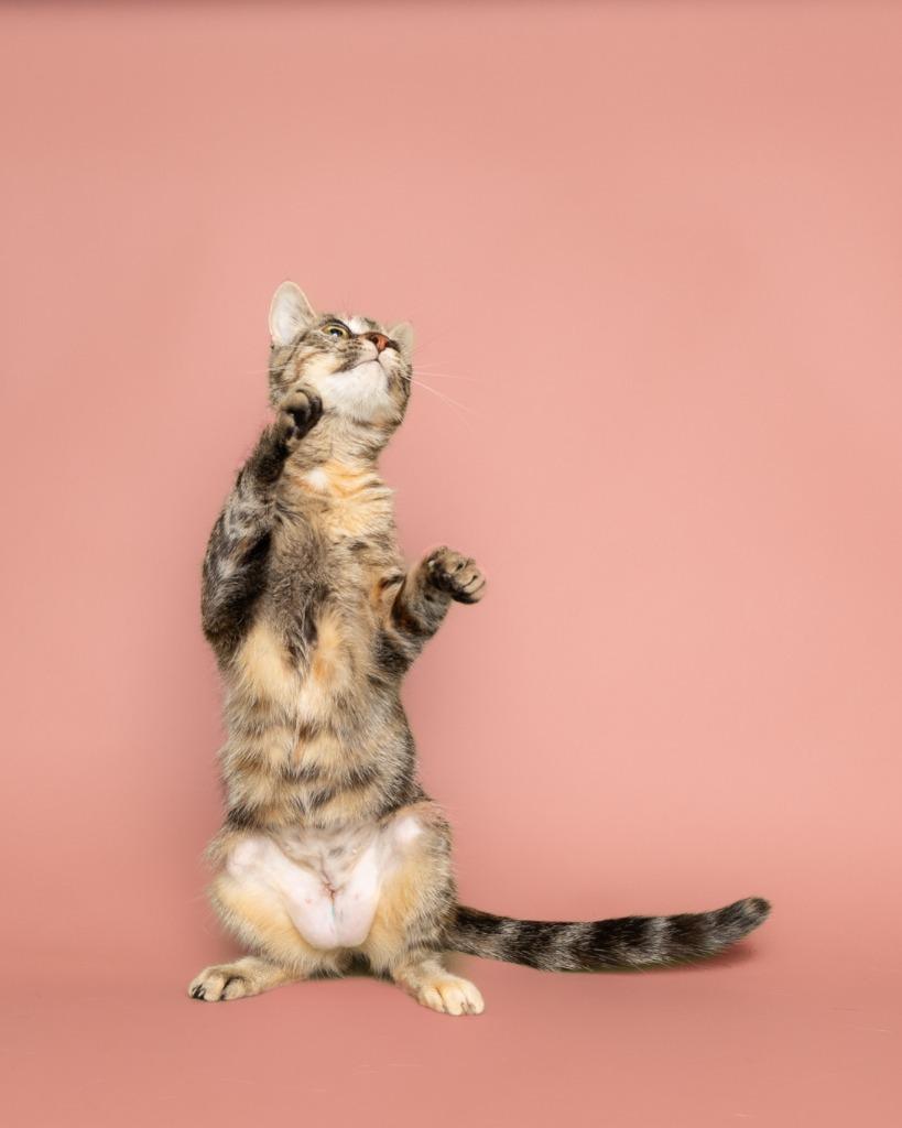 Belladonna, Adoptable, Young Female American Shorthair.