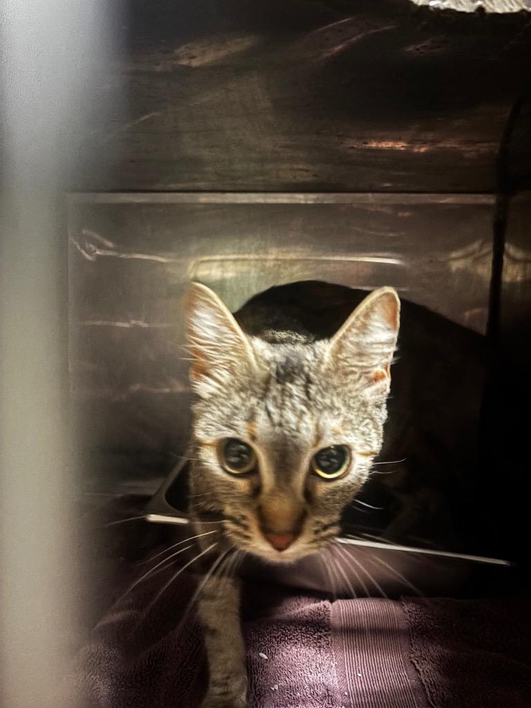 Belladonna, a Adoptable American Shorthair in Rockport, TX image 2/5
