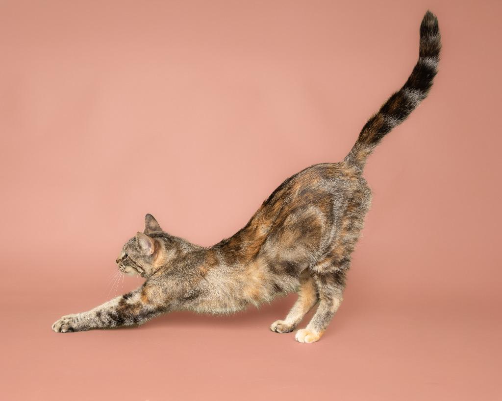 Belladonna, a Adoptable American Shorthair in Rockport, TX image 3/5