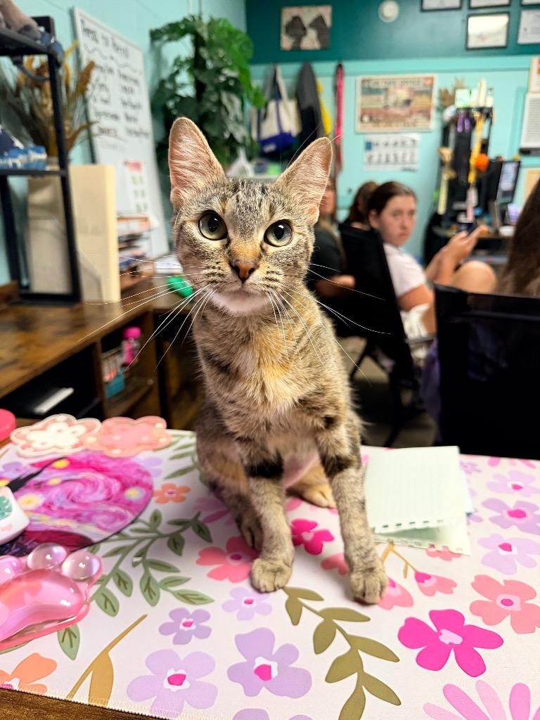 Belladonna, a Adoptable American Shorthair in Rockport, TX image 4/5