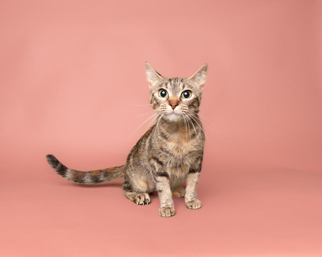 Belladonna, a Adoptable American Shorthair in Rockport, TX image 5/5