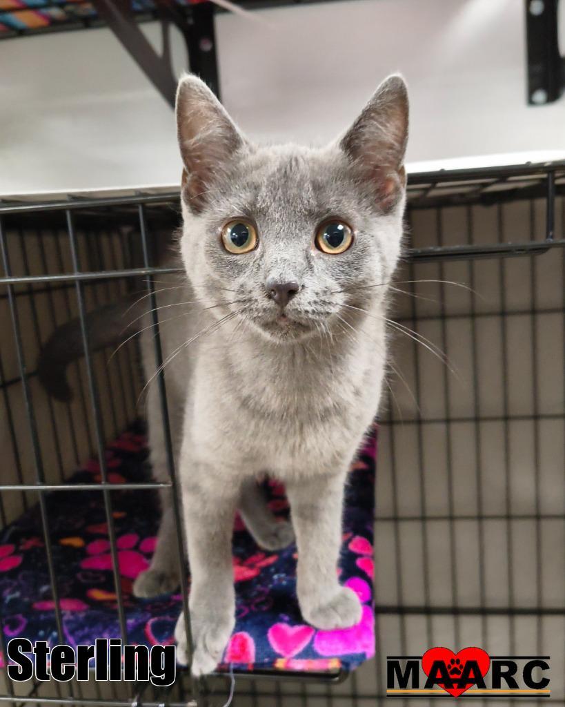 Sterling, Adoptable, Kitten Female Domestic Short Hair.
