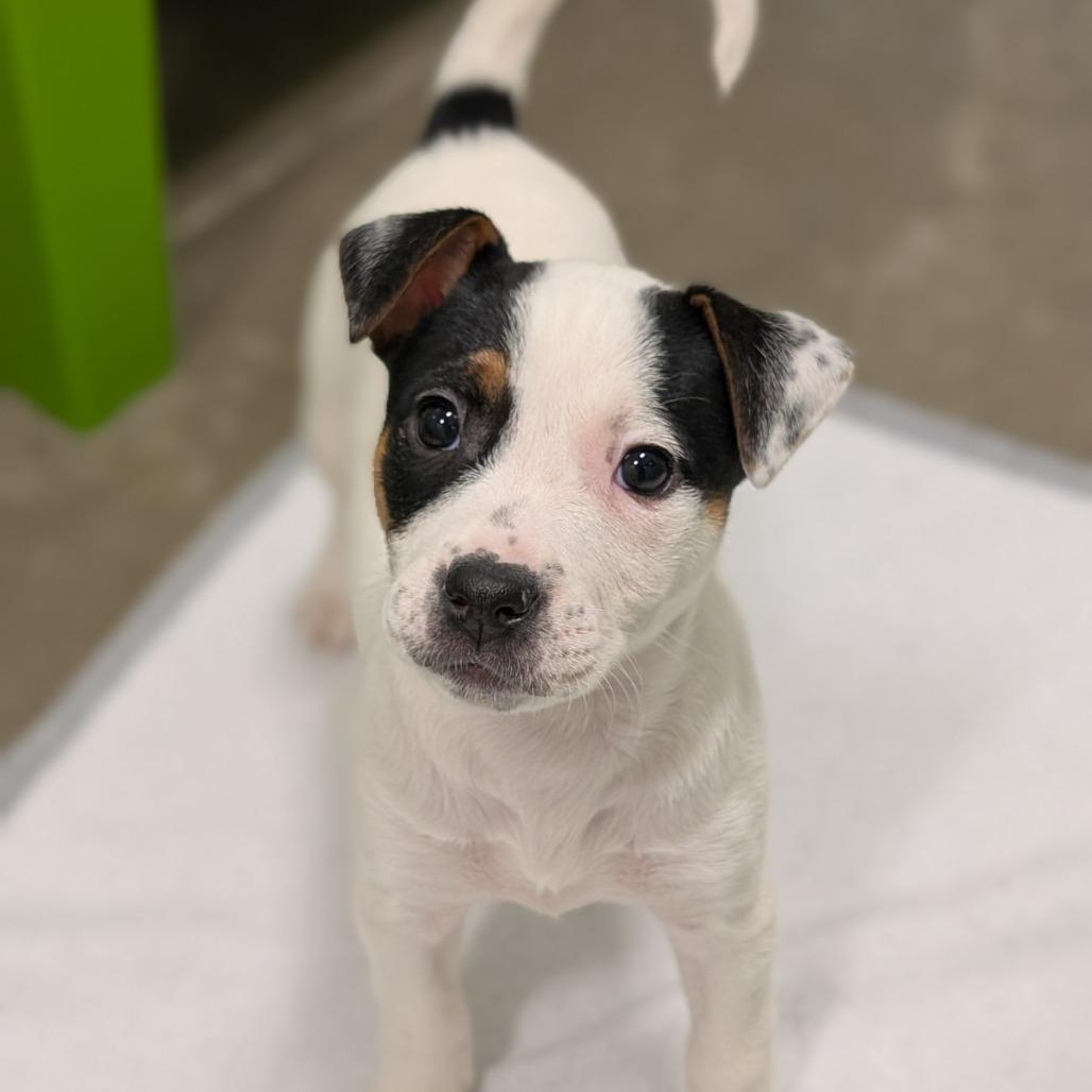 Chalupa, Adoptable, Puppy Female Mixed Breed.