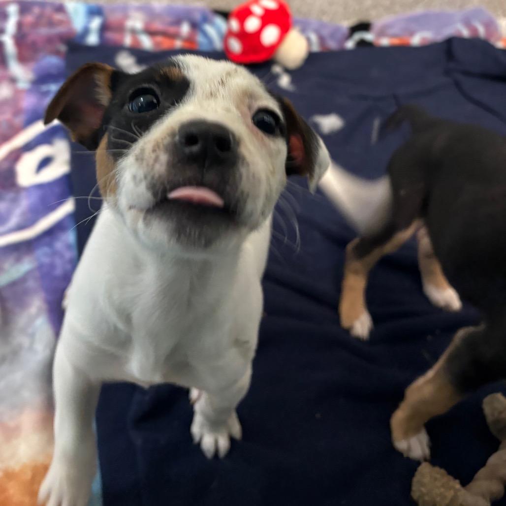 Chalupa, Adoptable, Puppy Female Mixed Breed.