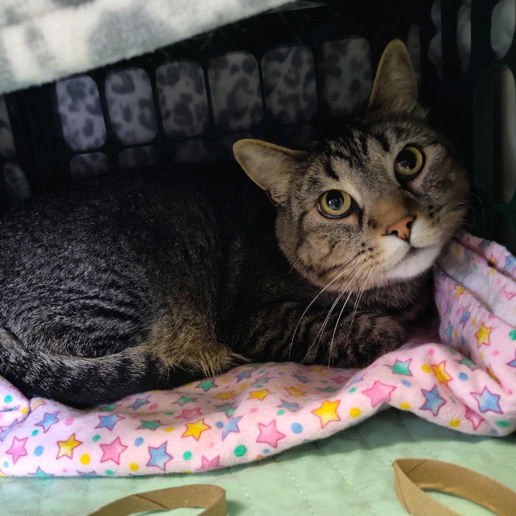 Enlarge George, a Adoptable Domestic Short Hair in Norfolk, NE image 1/1