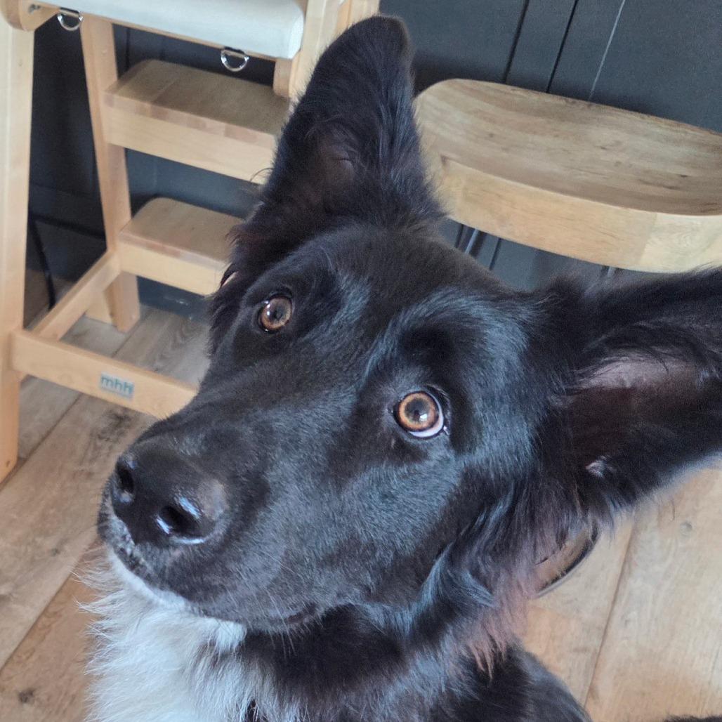 Enlarge Snaxs now Hank, a Adoptable mixed breed in San Pablo, CA image 1/2