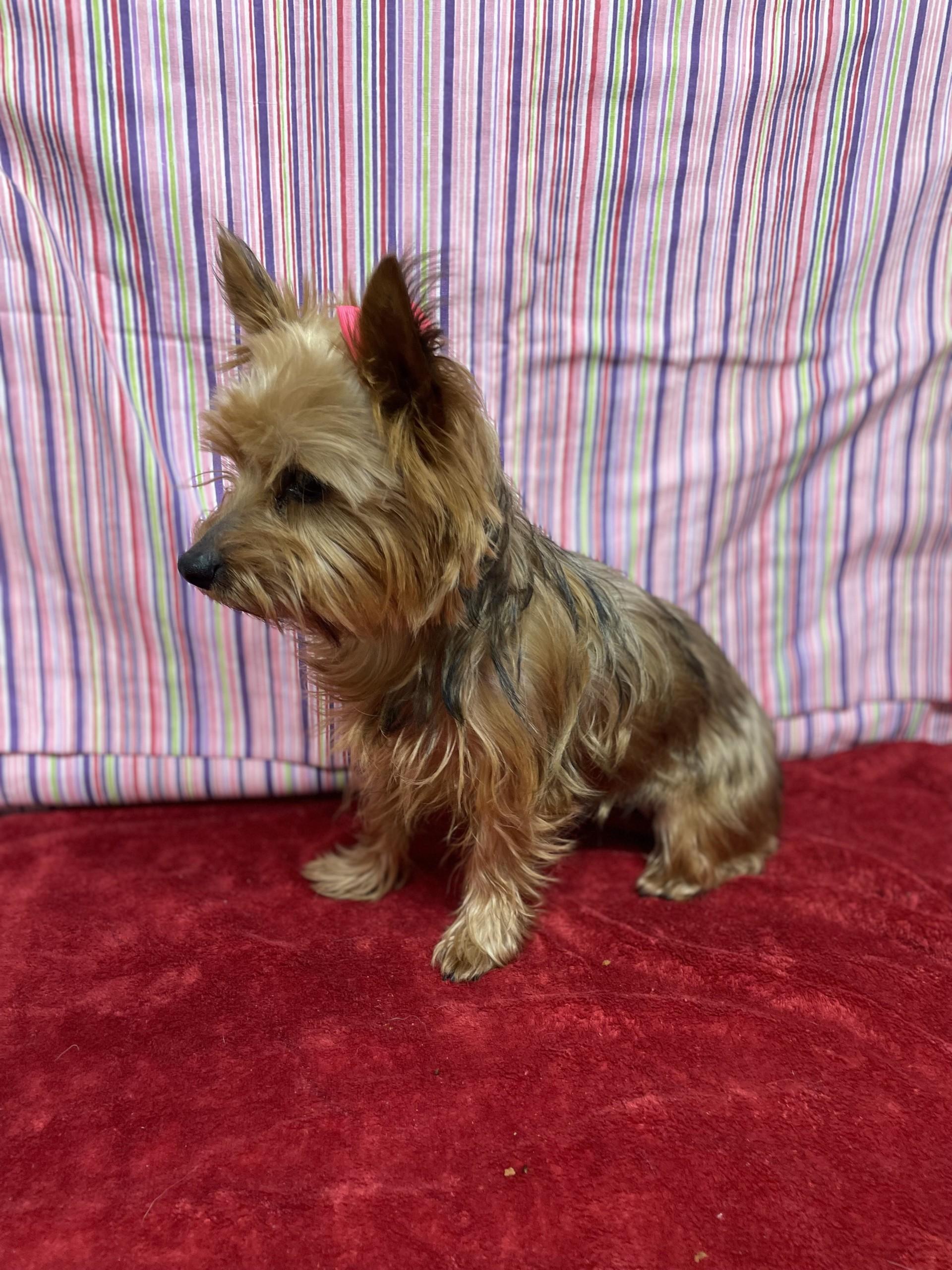 Enlarge Izzy, an adopted mixed breed in Upper Sandusky, OH image 2/3