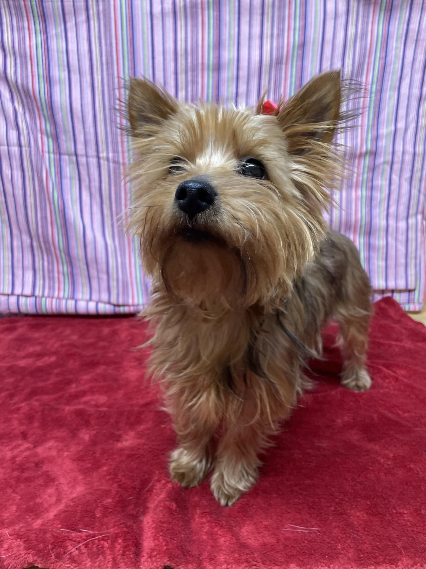 Enlarge Izzy, an adopted mixed breed in Upper Sandusky, OH image 1/3