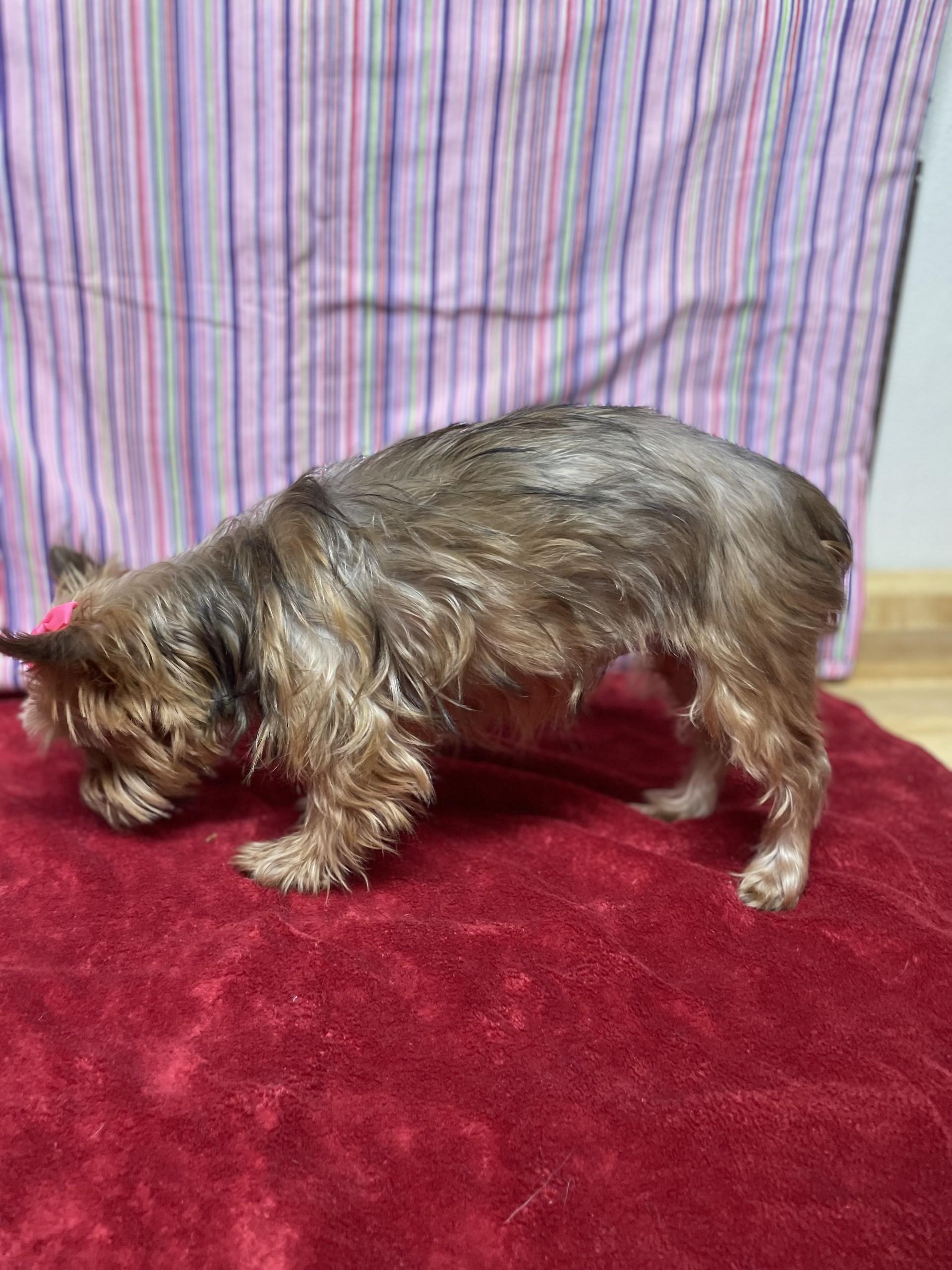 Enlarge Izzy, an adopted mixed breed in Upper Sandusky, OH image 3/3