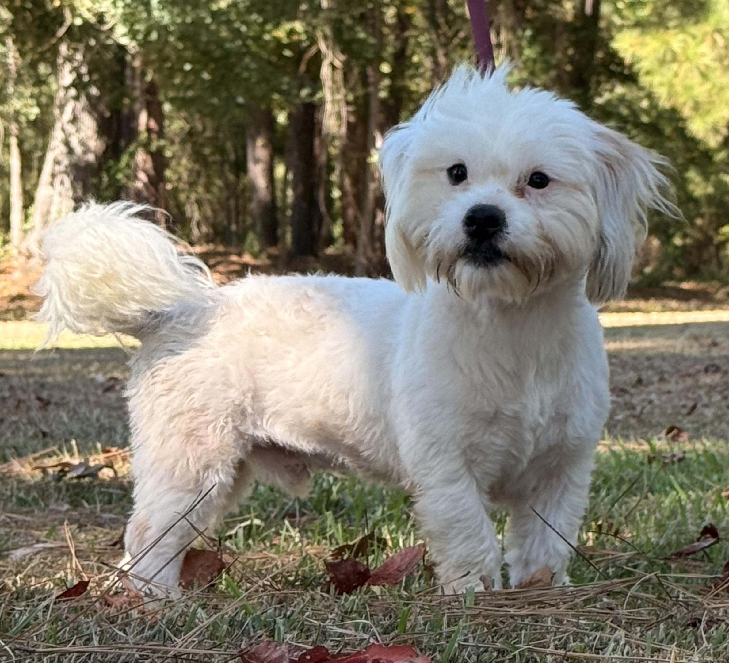 Enlarge Sergio, a Adoptable mixed breed in Texarkana, TX image 3/5