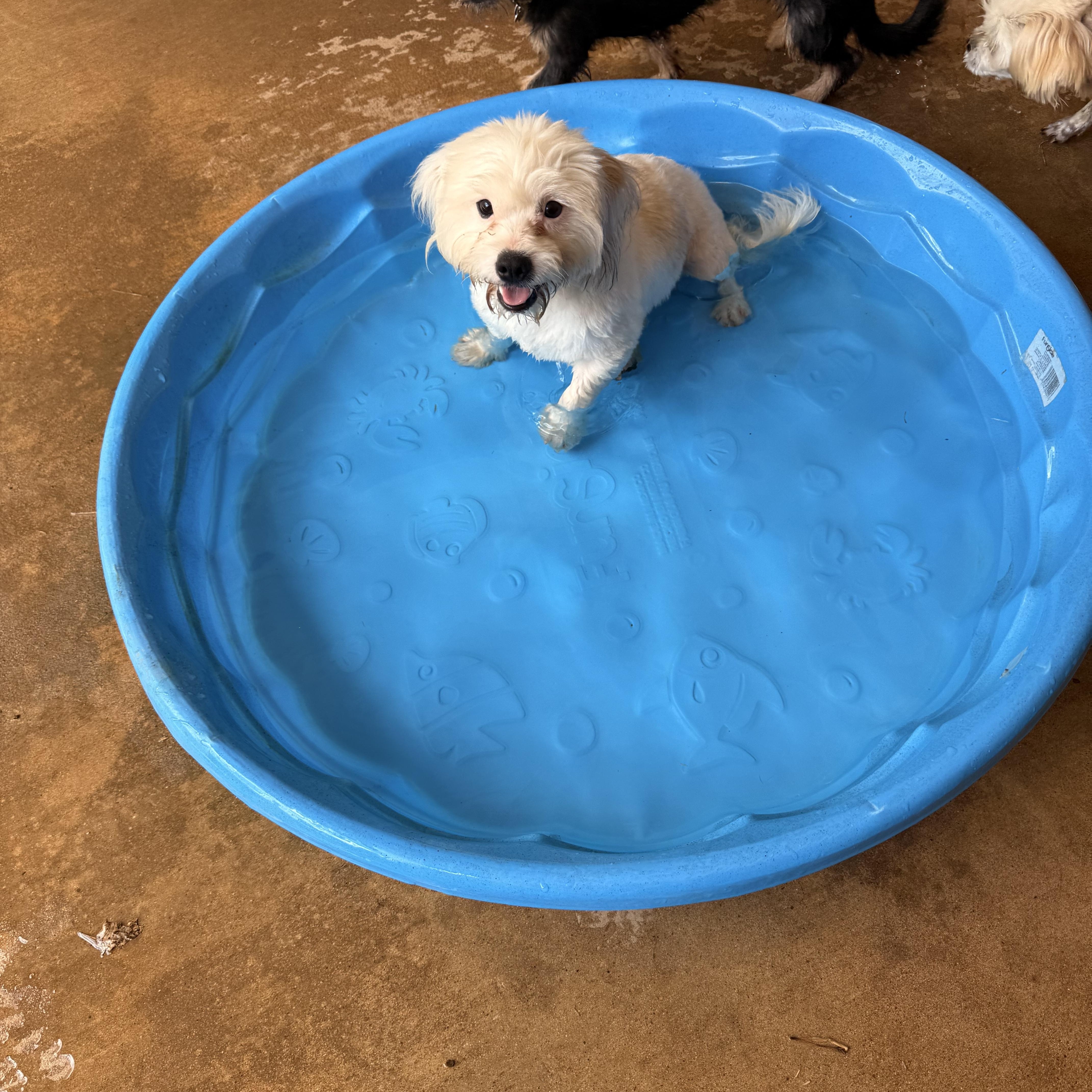 Enlarge Sergio, a Adoptable mixed breed in Texarkana, TX image 5/5