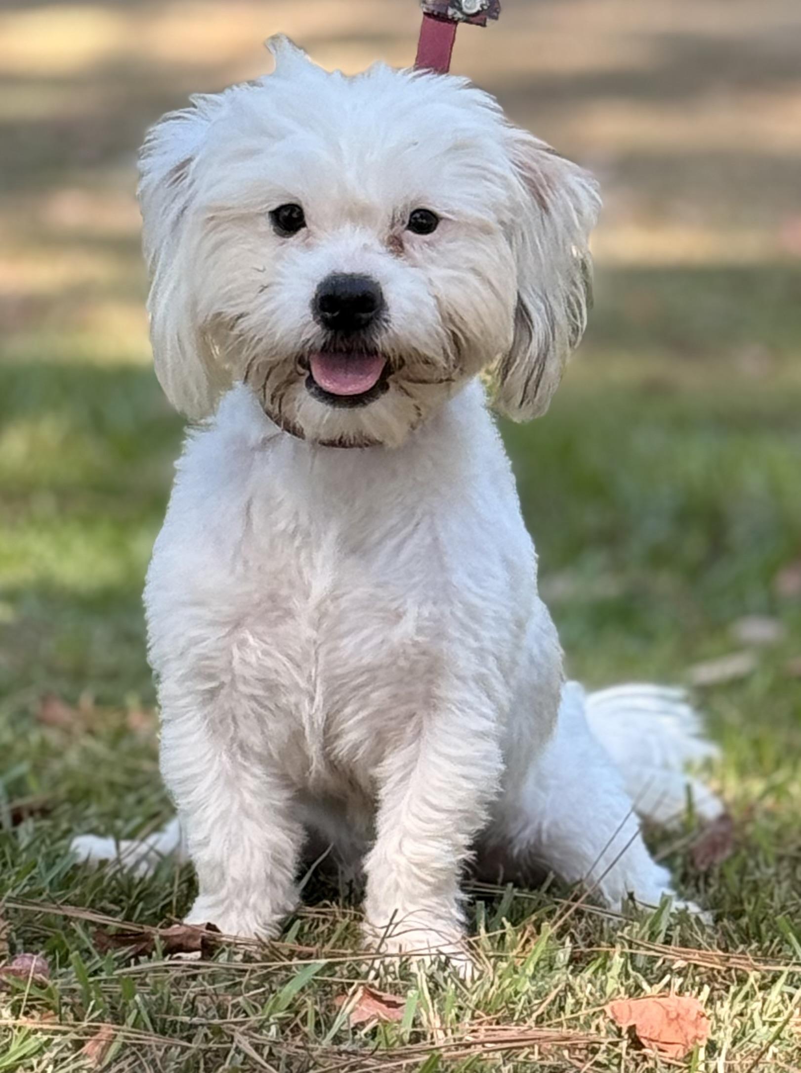 Sergio, Adoptable, Young Male Shih poo & Maltese.