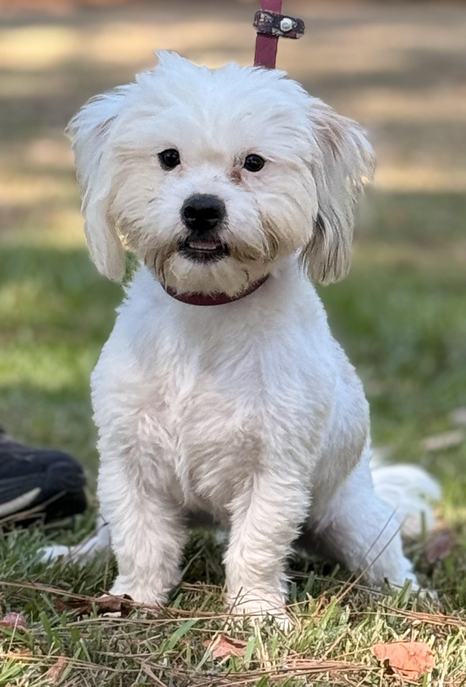 Enlarge Sergio, a Adoptable mixed breed in Texarkana, TX image 4/5