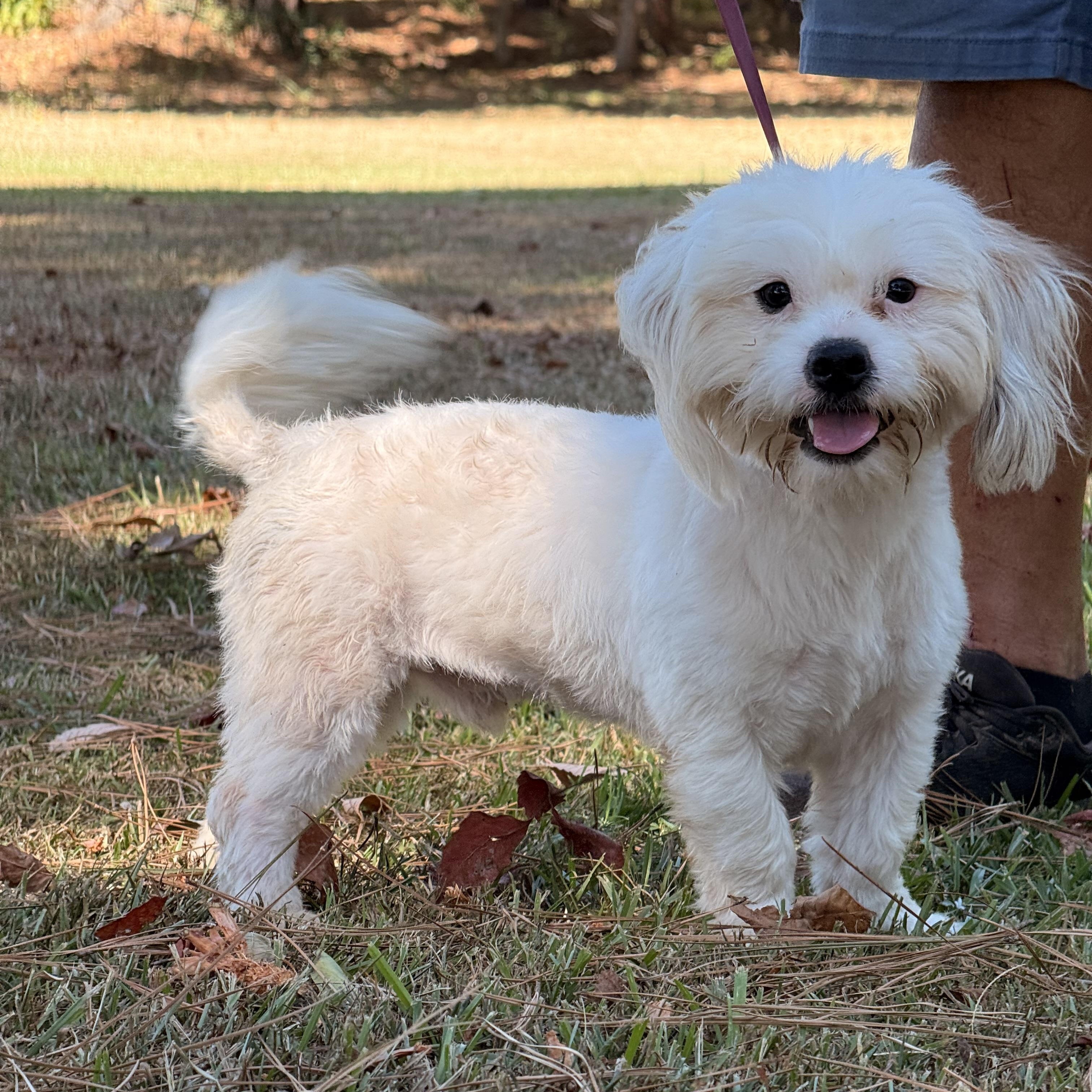 Enlarge Sergio, a Adoptable mixed breed in Texarkana, TX image 2/5