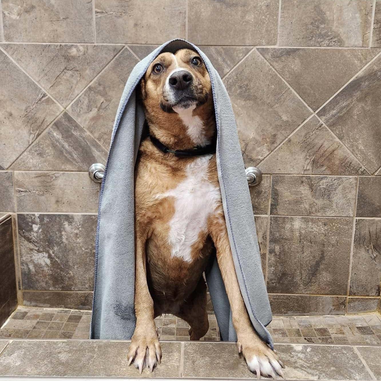 Felice, a ADOPTABLE mixed breed in Windsor, ON image 1/6